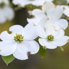 Cornus florida