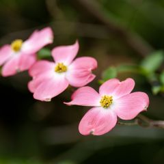 Cornus florida Rubra