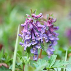 Corydalis solida - Colombina solida