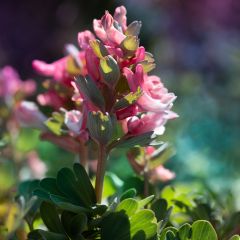 Corydalis solida Beth Evans - Colombina solida