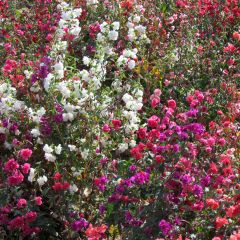 Godezia Excellent mix