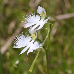 Habenaria radiata - Orchidea Airone