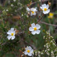 Halimium umbellatum April Snow