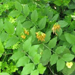 Lathyrus aureus - Cicerchia dorato