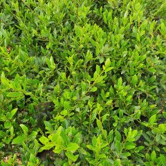 Laurus nobilis Little Laura 'Dan17' - Alloro