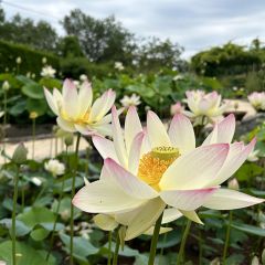 Nelumbo Tricolore - Fior di loto