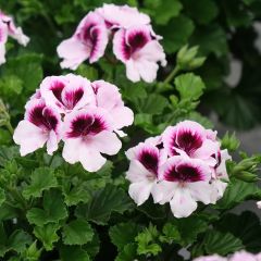 Pelargonium Mosquitaway Lizzy - Geranio odoroso