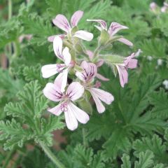 Pelargonium fragrans - Pelargonio odoroso