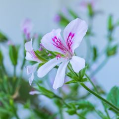 Pelargonium citriodorum