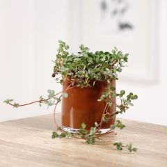 Pilea glaucophylla Greyzy