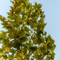 Platanus hispanica Malburg - Platano