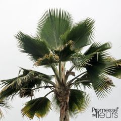 Pritchardia pacifia