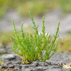 Salicornia europaea - Salicornia
