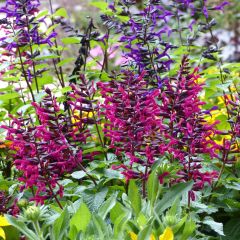 Salvia guaranitica-hybride Rockin' Fuchsia