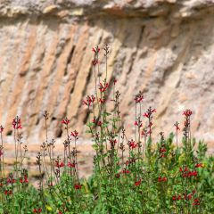 Salvia microphylla Royal Bumble - Salvia arbustiva