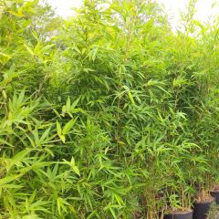 Semiarundinaria makinoi