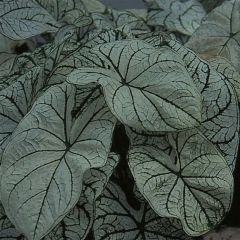 Caladium bicolor Candidum - Caladio