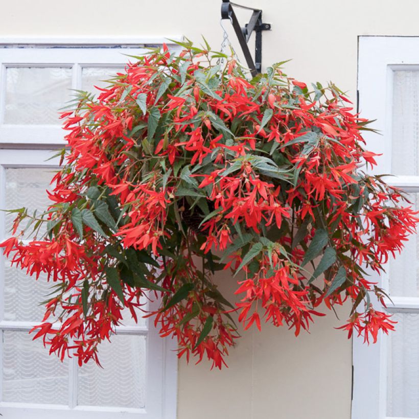 Begonia boliviensis (Porto)