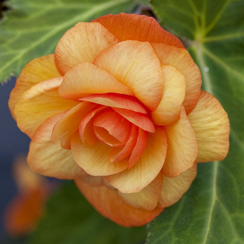 Begonia Apricot Shades Improved F1 (Fioritura)