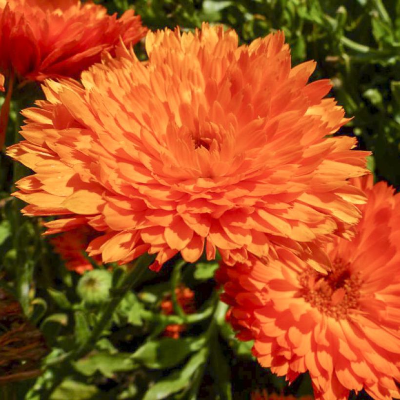 Calendula officinalis Candyman Orange - Calendola (Fioritura)