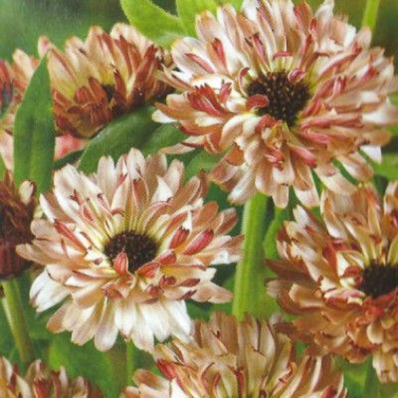 Calendula officinalis Sunny Girl - Calendola (Fioritura)