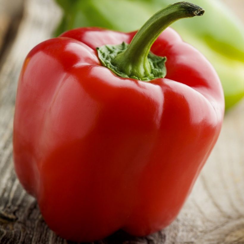 Peperoncino Yolo Wonder - Vilmorin (Raccolta)