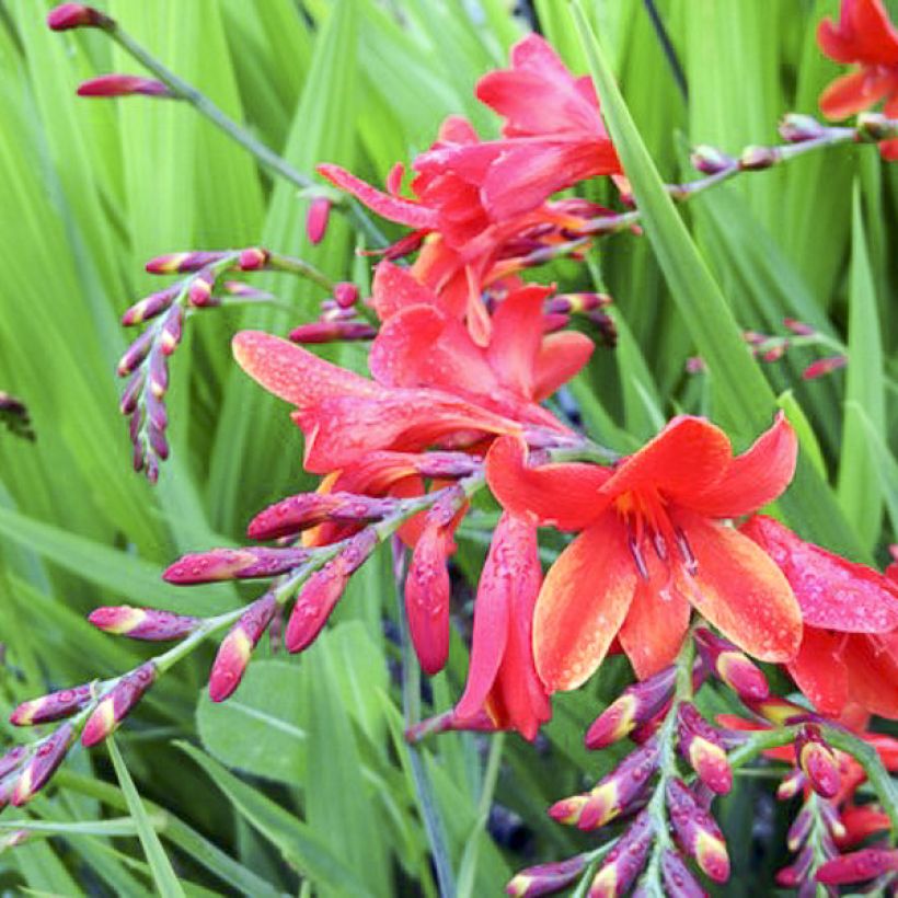 Crocosmia crocosmiiflora Philippa Browne (Fioritura)