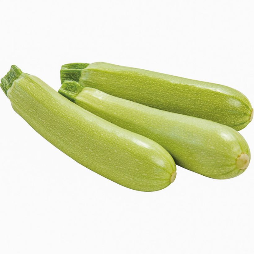 Zucchino Amalthée (Raccolta)