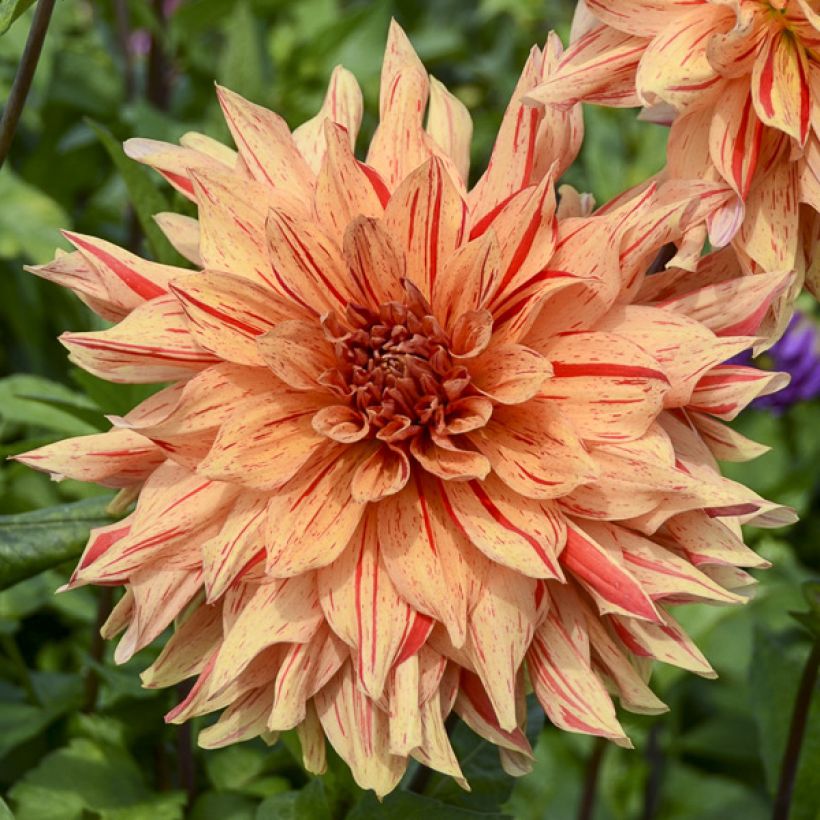 Dalia decorativa Clown (Flowering)