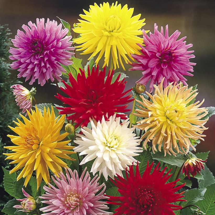 Dahlia variabilis Cactus Hybrids Mixed (Fioritura)