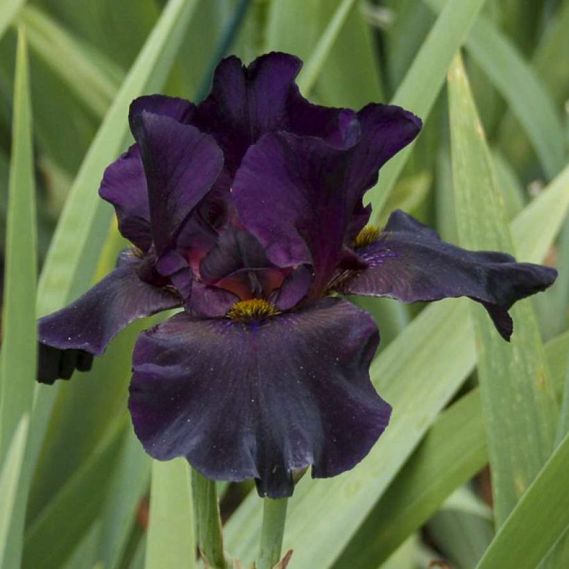Iris germanica Old Black Magic - Giaggiolo paonazzo (Flowering)