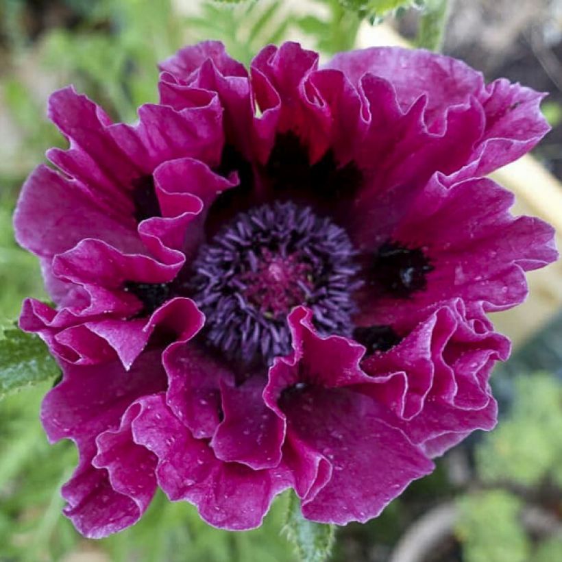 Papaver orientale Harlem (Fioritura)