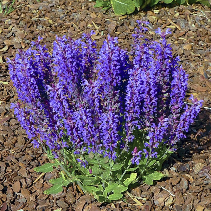 Salvia nemorosa Blue Bouquetta (Porto)