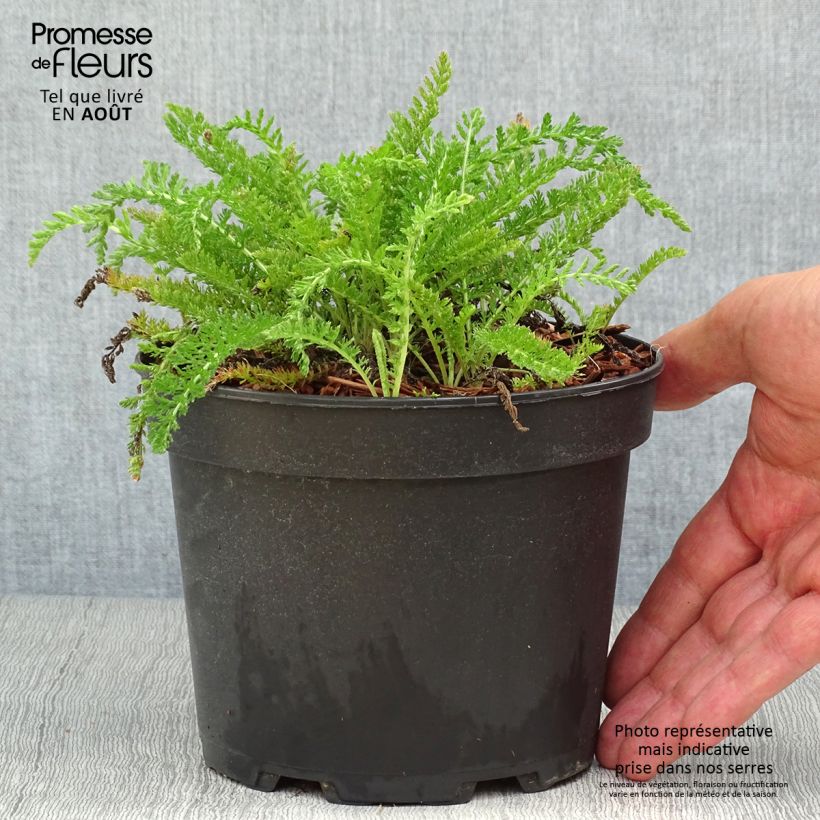 Esemplare di Achillea millefolium White Beauty Vaso da 2L/3L consegnato in estate