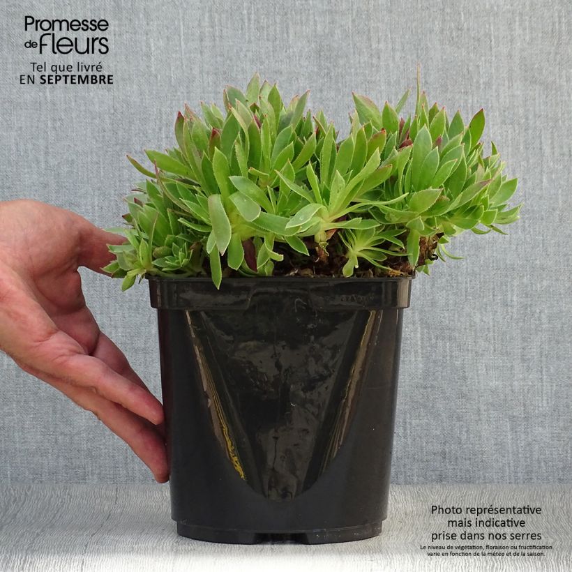 Example of Aeonium arboreum Cornish Tribute Vaso da 3L/4L as you get in automne