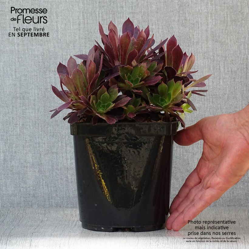 Example of Aeonium arboreum Du Rozzen Vaso da 3L/4L as you get in automne