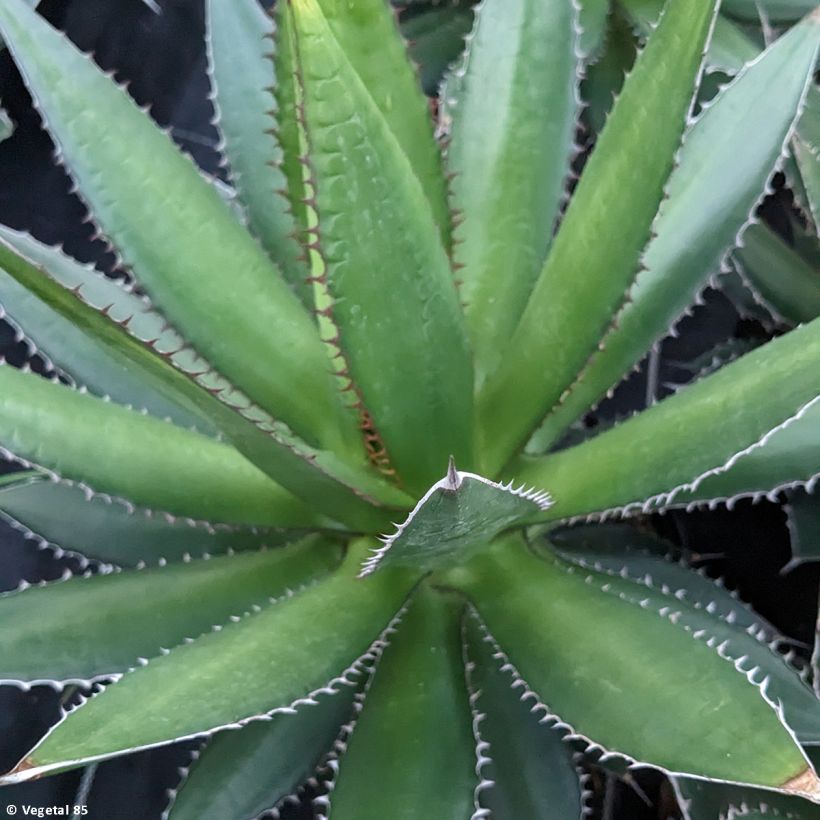 Agave horrida (Fogliame)