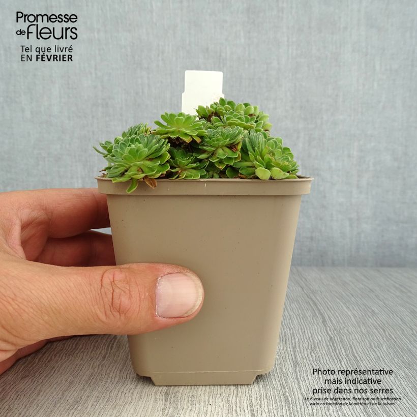 Example of Androsace sarmentosa Vasetto da 8/9 cm as you get in automne