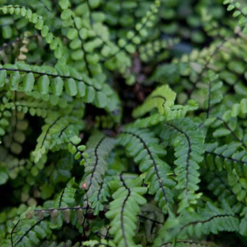 Asplenium trichomanes - Asplenio tricomane (Foliage)