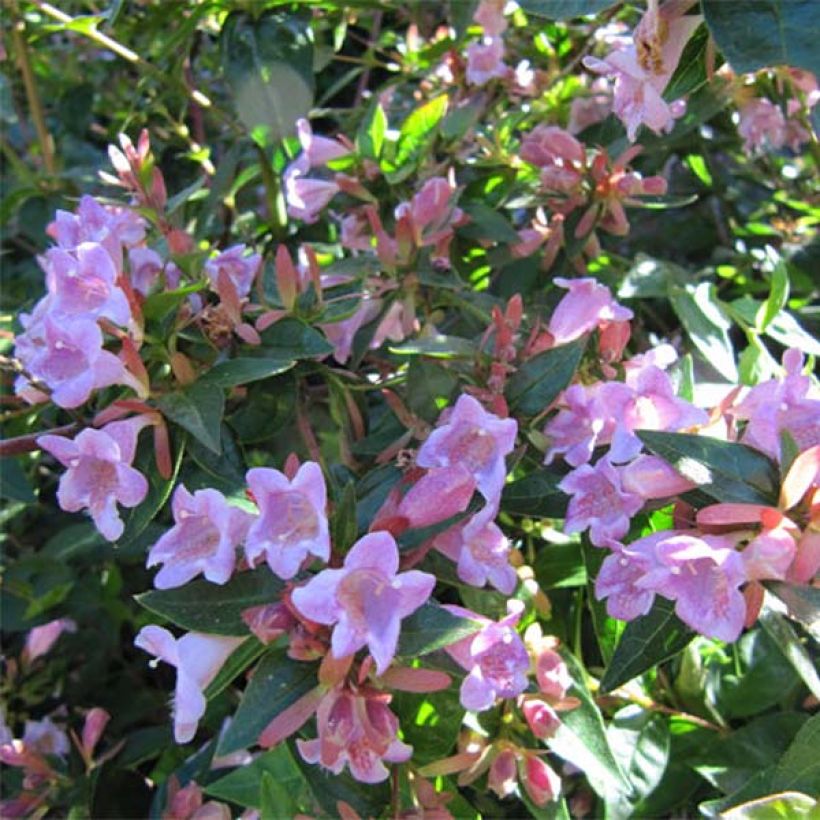 Abelia grandiflora Edward Goucher (Flowering)