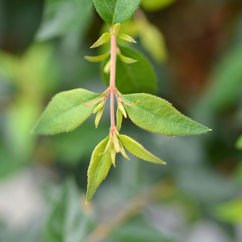 Abelia grandiflora Edward Goucher (Foliage)