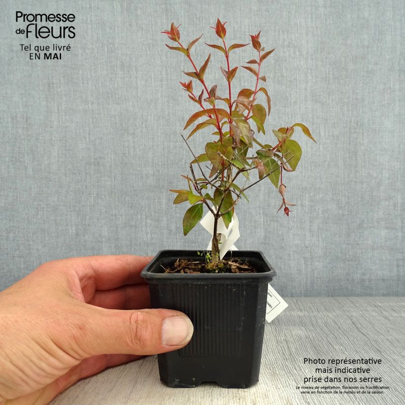 Example of Abelia grandiflora Edward Goucher Vasetto da 8/9 cm as you get in printemps