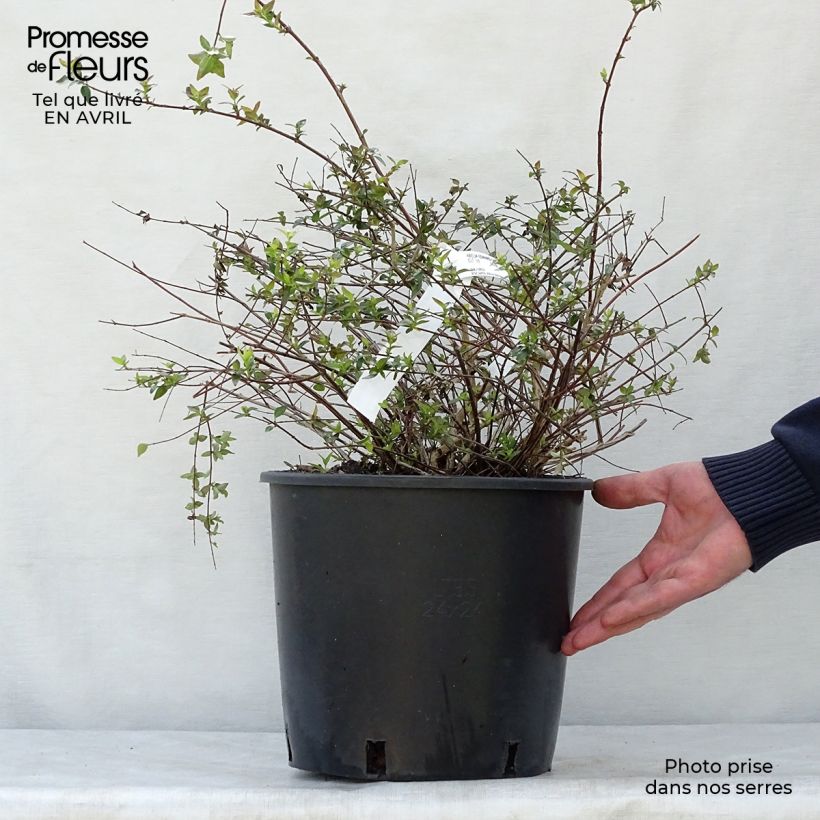 Example of Abelia grandiflora Edward Goucher Vaso da 7,5L/10L as you get in printemps