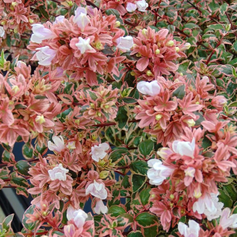 Abelia grandiflora Magic Daydream (Flowering)
