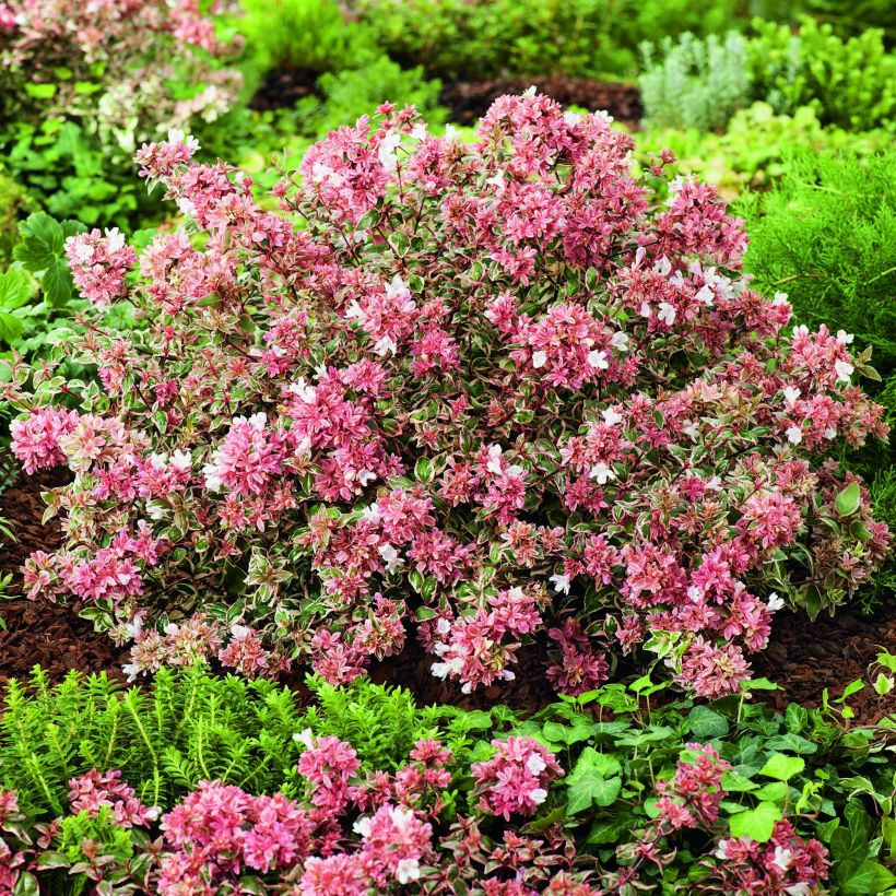 Abelia grandiflora Magic Daydream (Plant habit)