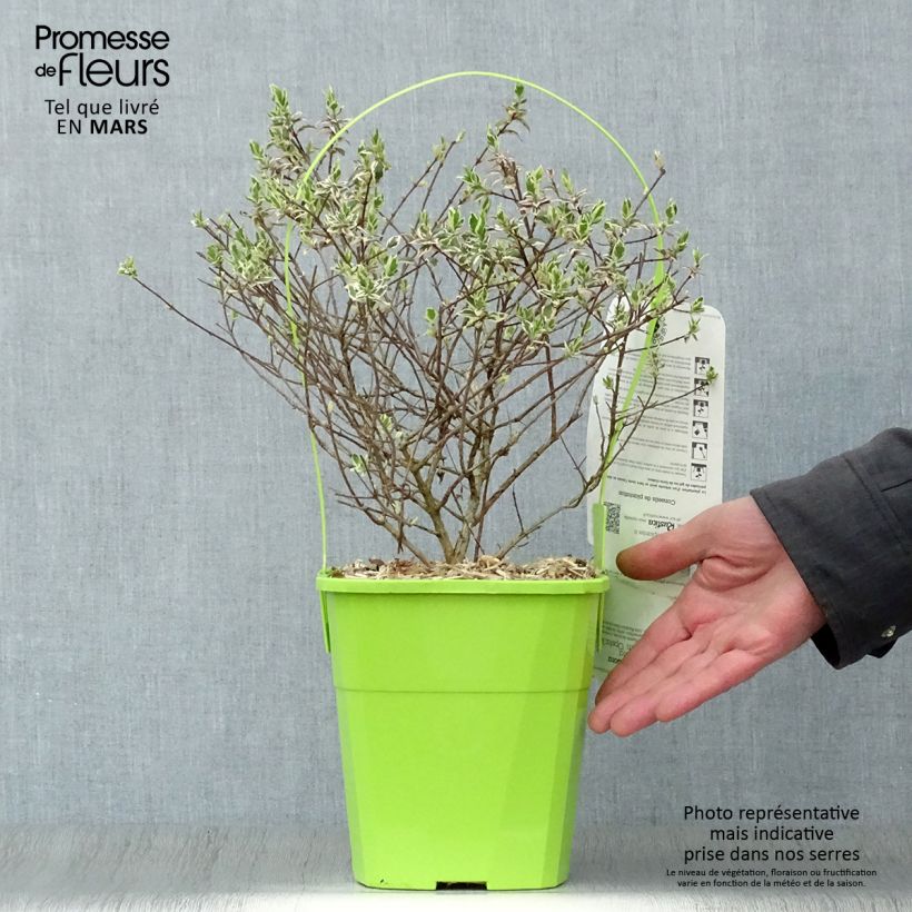 Example of Abelia grandiflora Magic Daydream Vaso da 3L/4L as you get in printemps