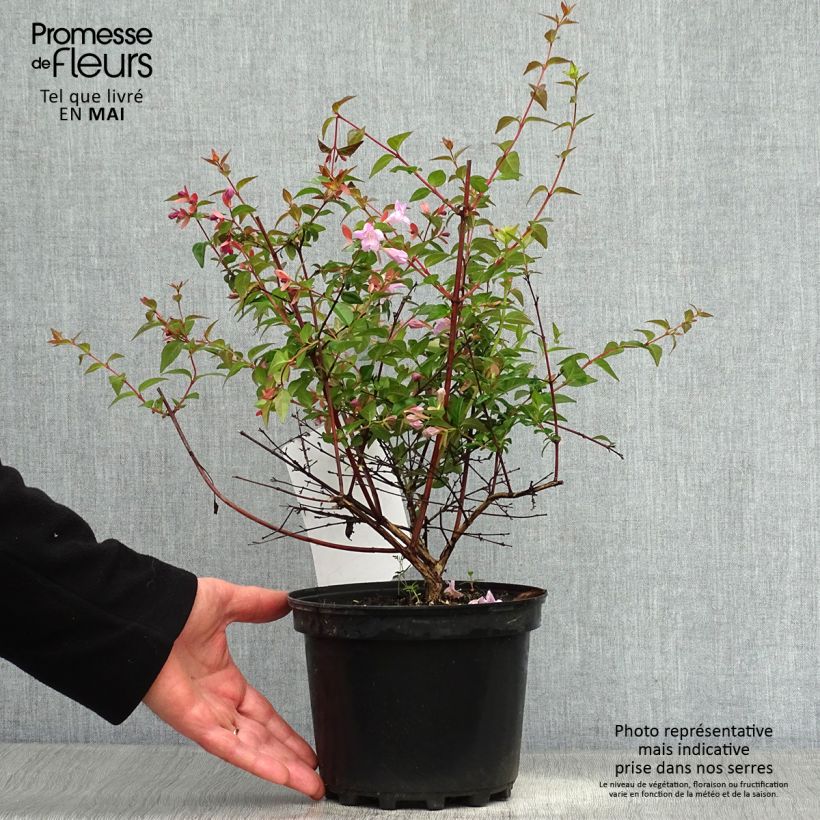 Example of Abelia grandiflora Pink Pong Vaso da 3L/4L as you get in printemps