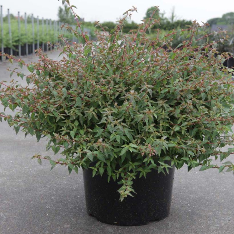 Abelia grandiflora Pinky Bells (Plant habit)