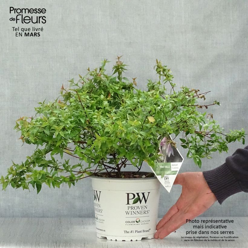 Example of Abelia grandiflora Pinky Bells Vaso da 2L/3L as you get in printemps
