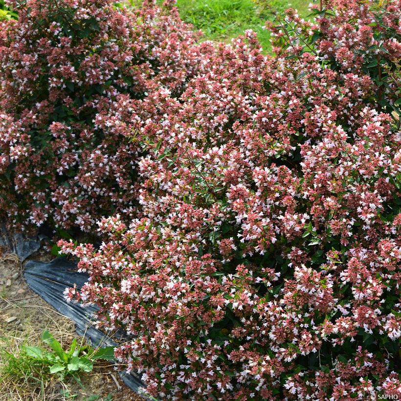 Abelia Raspberry Profusion (Plant habit)